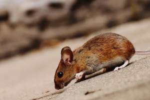 Mice Control, Pest Control in Ealing, W5. Call Now 020 8166 9746