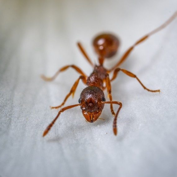 Field Ants, Pest Control in Ealing, W5. Call Now! 020 8166 9746