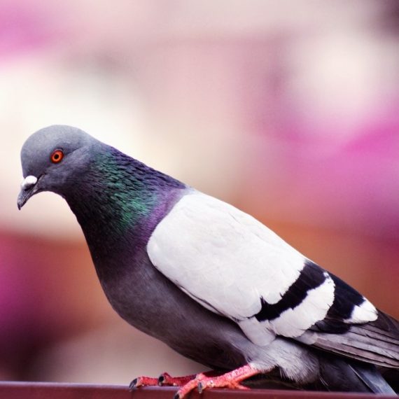 Birds, Pest Control in Ealing, W5. Call Now! 020 8166 9746