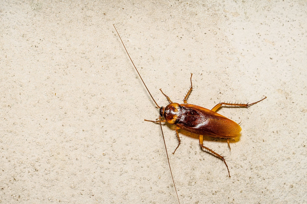 Cockroach Control, Pest Control in Ealing, W5. Call Now 020 8166 9746