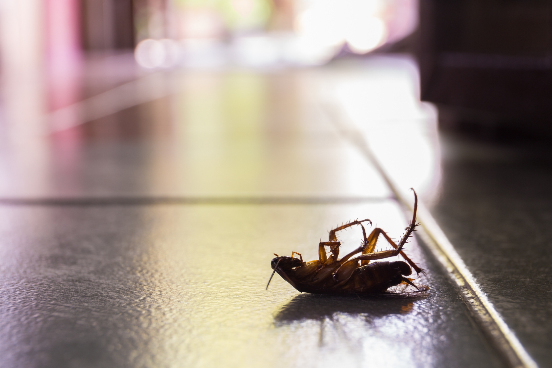 Cockroach Control, Pest Control in Ealing, W5. Call Now 020 8166 9746