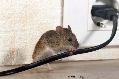 Pest Control in Ealing, W5. Call Now! 020 8166 9746