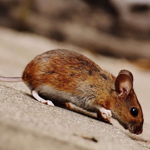 Mice, Pest Control in Ealing, W5. Call Now! 020 8166 9746