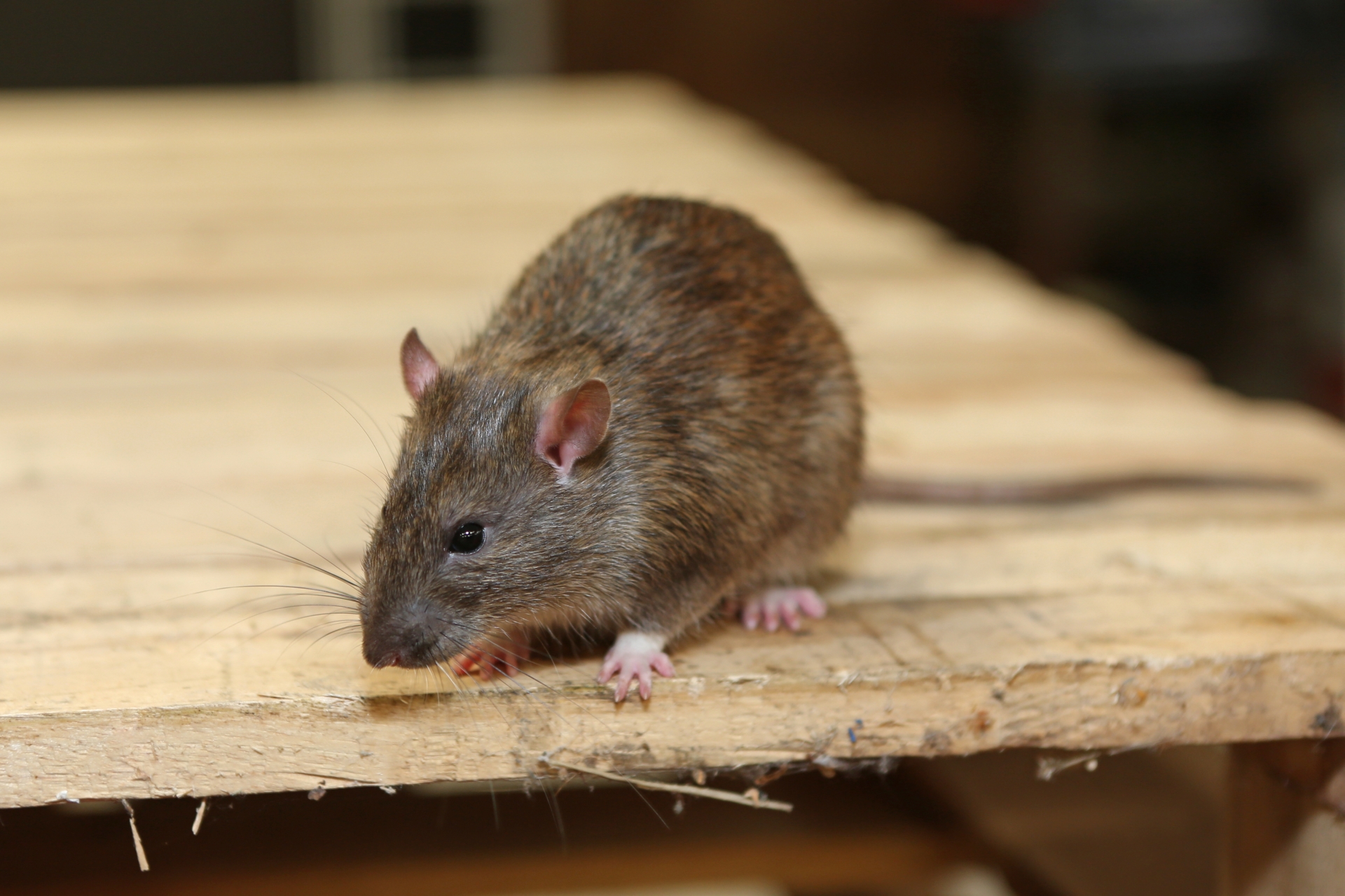 Rat Control, Pest Control in Ealing, W5. Call Now 020 8166 9746