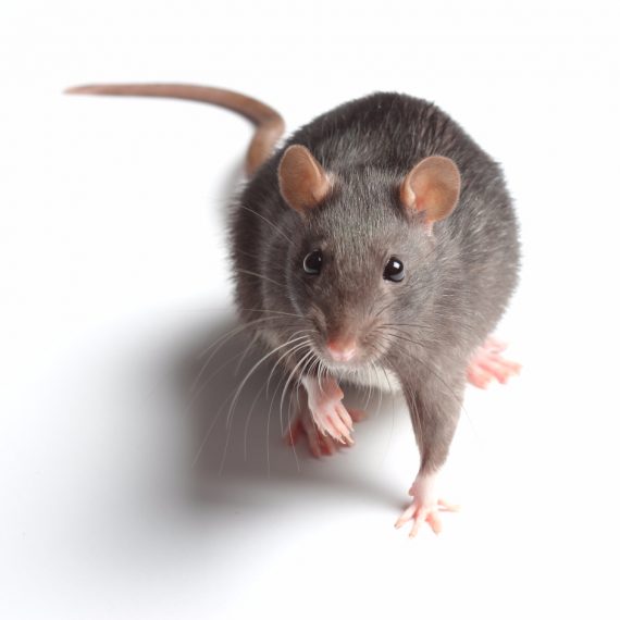 Rats, Pest Control in Ealing, W5. Call Now! 020 8166 9746
