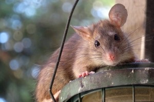 Rat extermination, Pest Control in Ealing, W5. Call Now 020 8166 9746