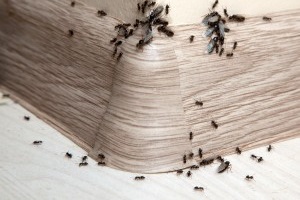 Ant Control, Pest Control in Ealing, W5. Call Now 020 8166 9746