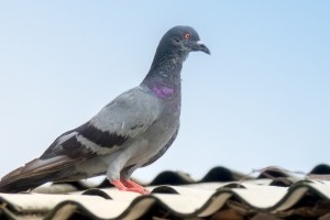 Pigeon Control, Pest Control in Ealing, W5. Call Now 020 8166 9746