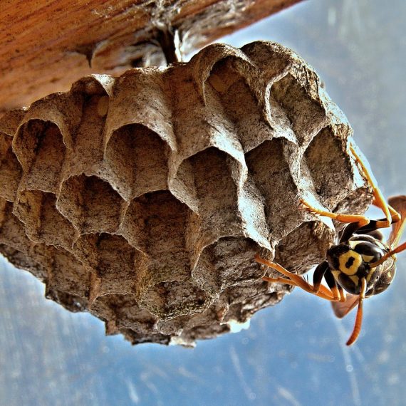 Wasps Nest, Pest Control in Ealing, W5. Call Now! 020 8166 9746